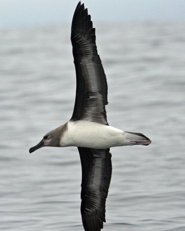 Gray-headed Albatross Photo by Alvaro Jaramillo