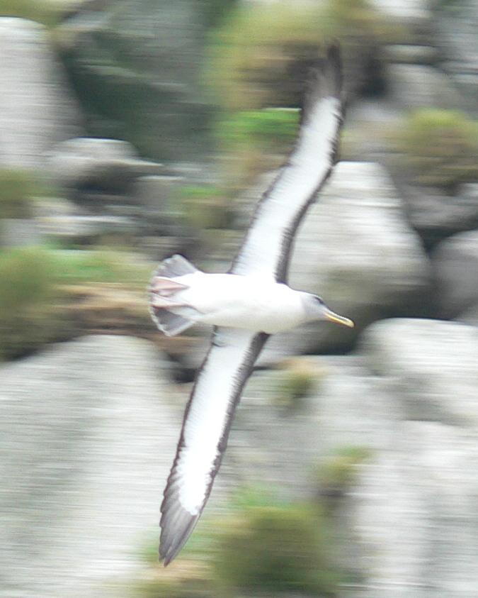 Buller's Albatross Photo by Peter Lowe