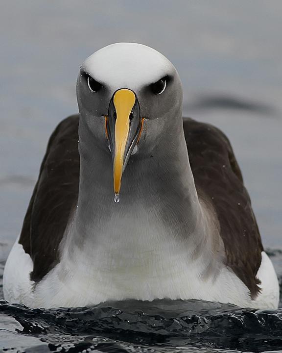 Buller's Albatross Photo by Chris Wiley