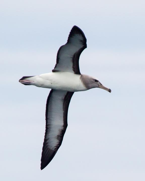 Buller's Albatross Photo by Robert Lewis