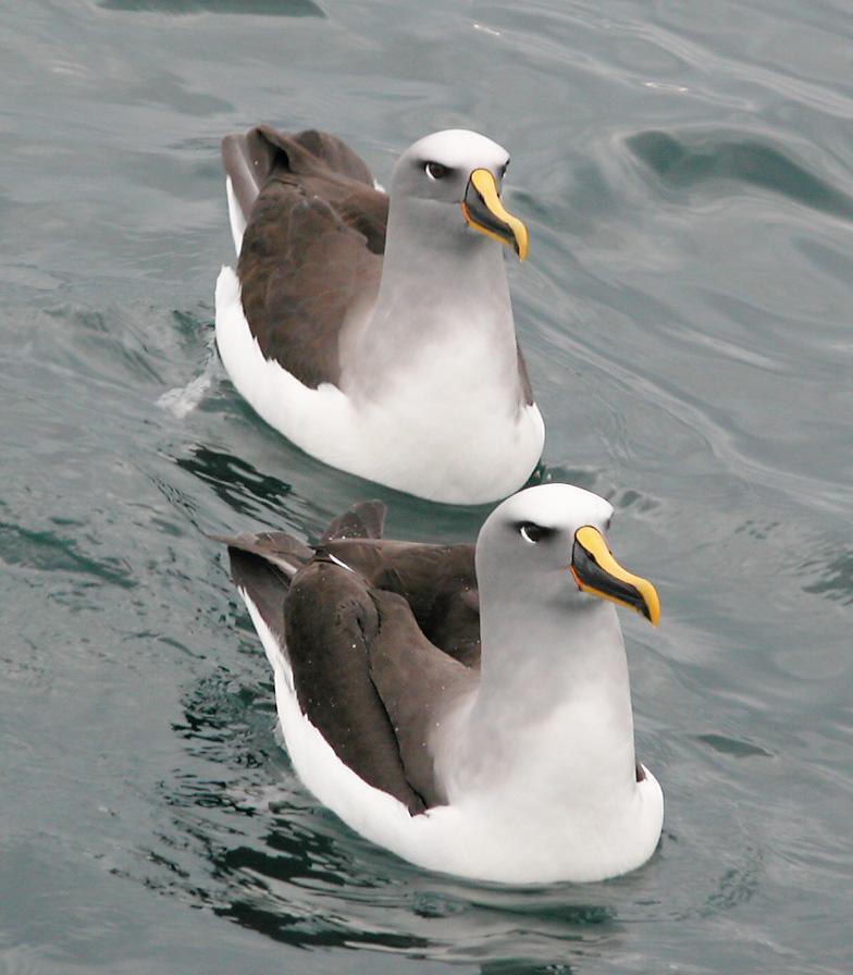 Buller's Albatross Photo by marion dobbs