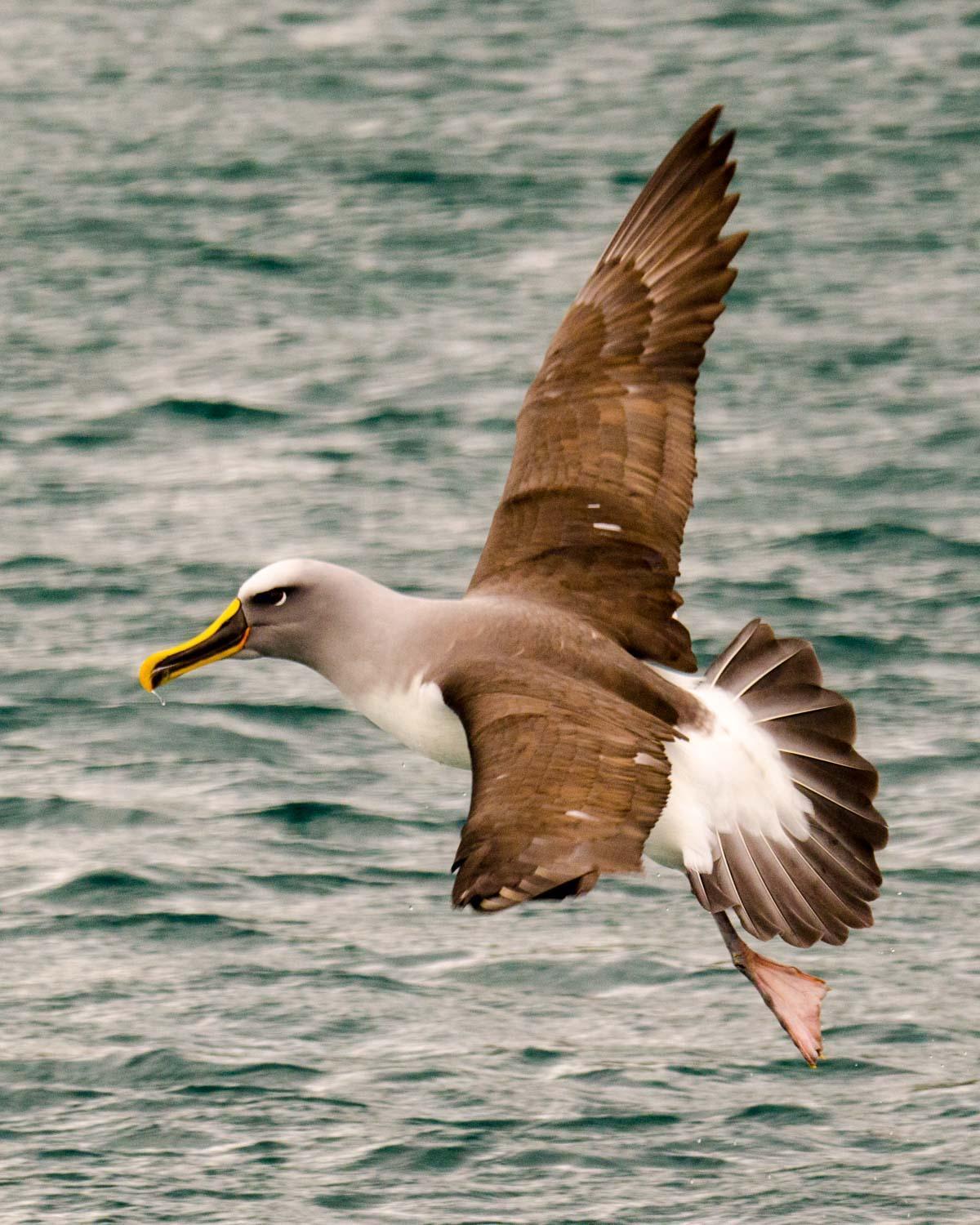 Buller's Albatross Photo by Bob Hasenick