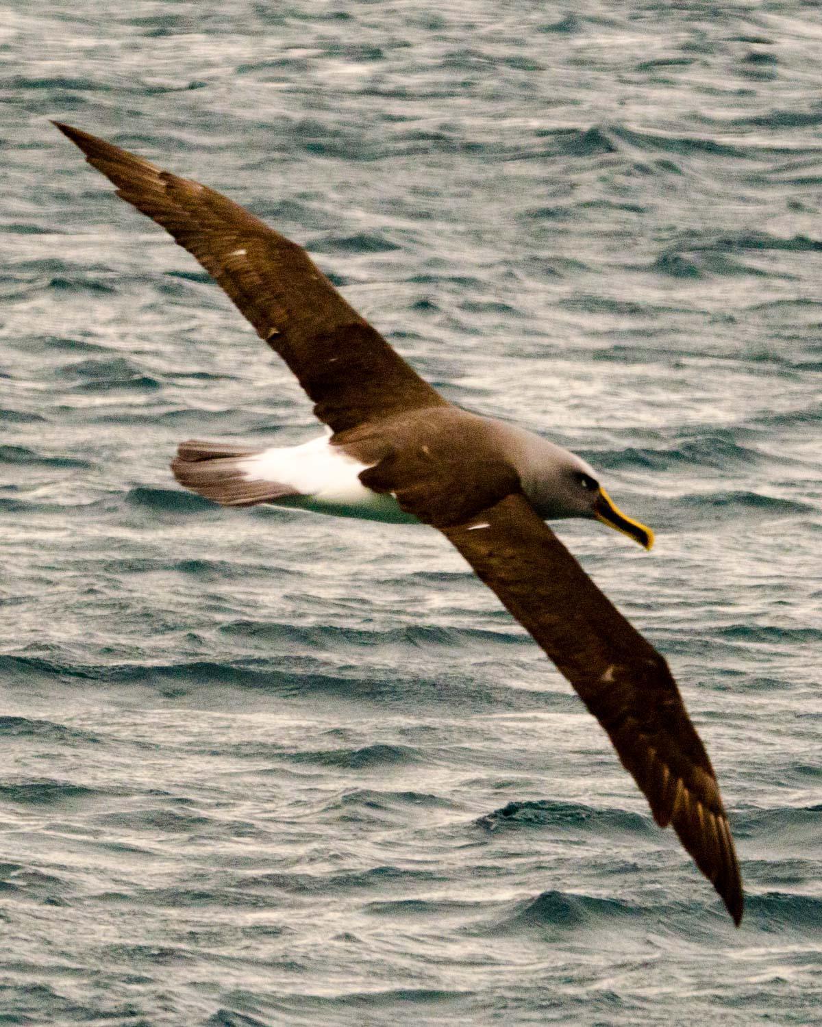 Buller's Albatross Photo by Bob Hasenick