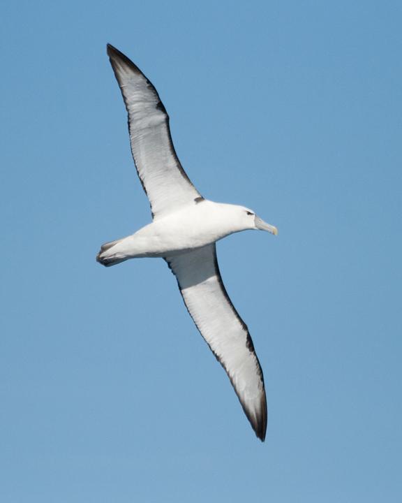 White-capped Albatross Photo by Nigel Jackett