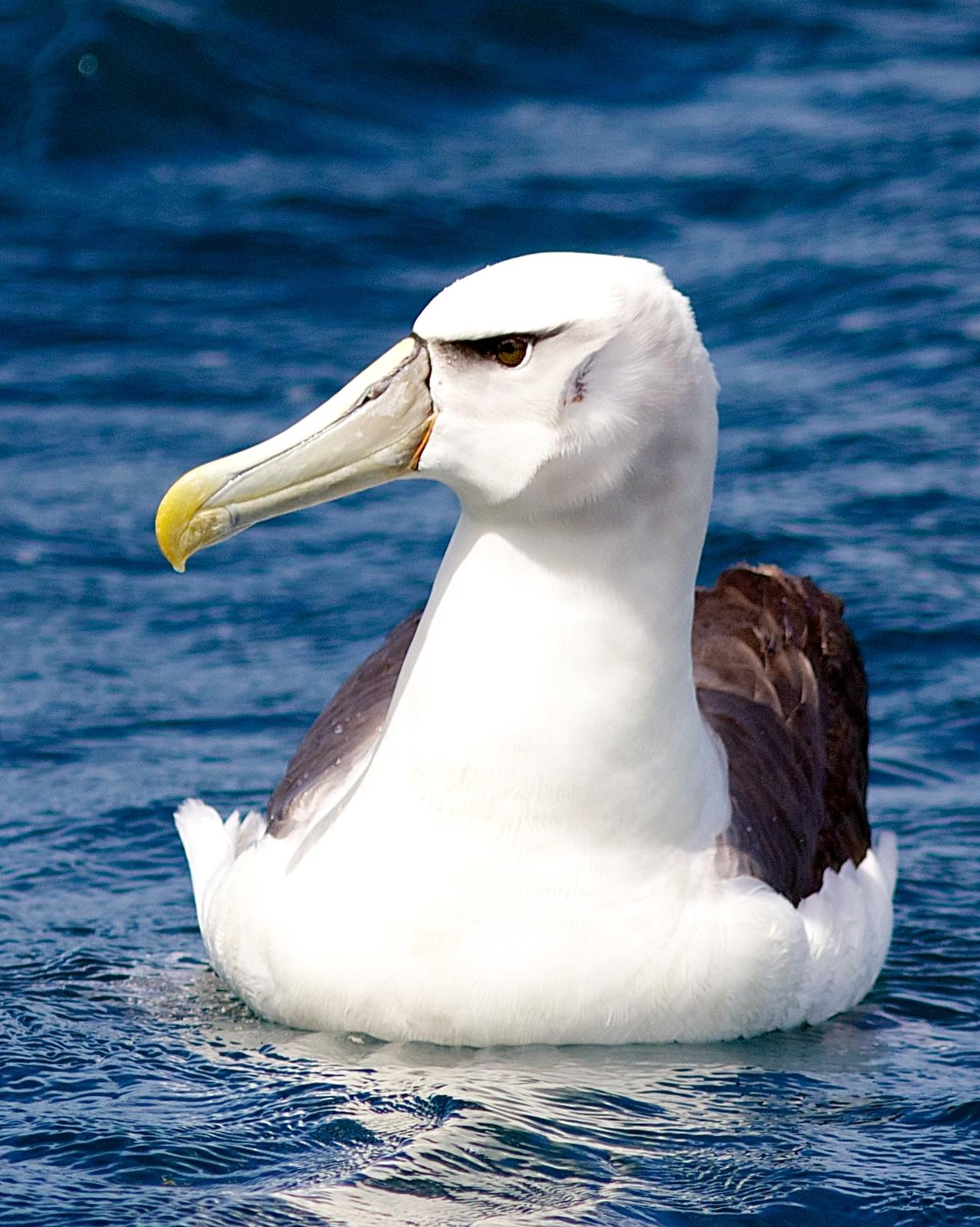 White-capped Albatross Photo by Luke Shelley