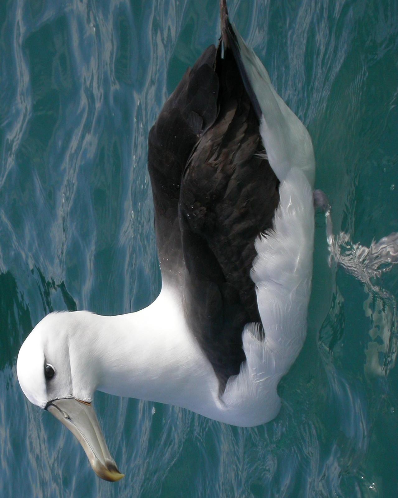 White-capped Albatross Photo by Randy Siebert