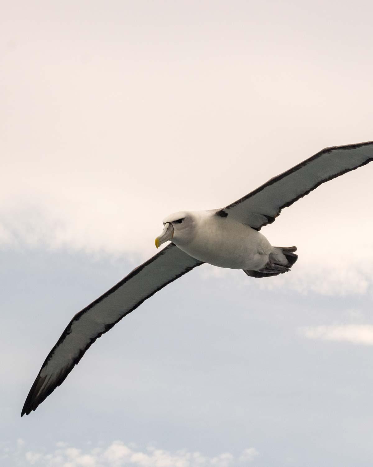 White-capped Albatross Photo by Bob Hasenick