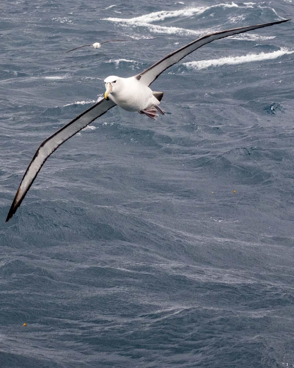 White-capped Albatross Photo by Bob Hasenick