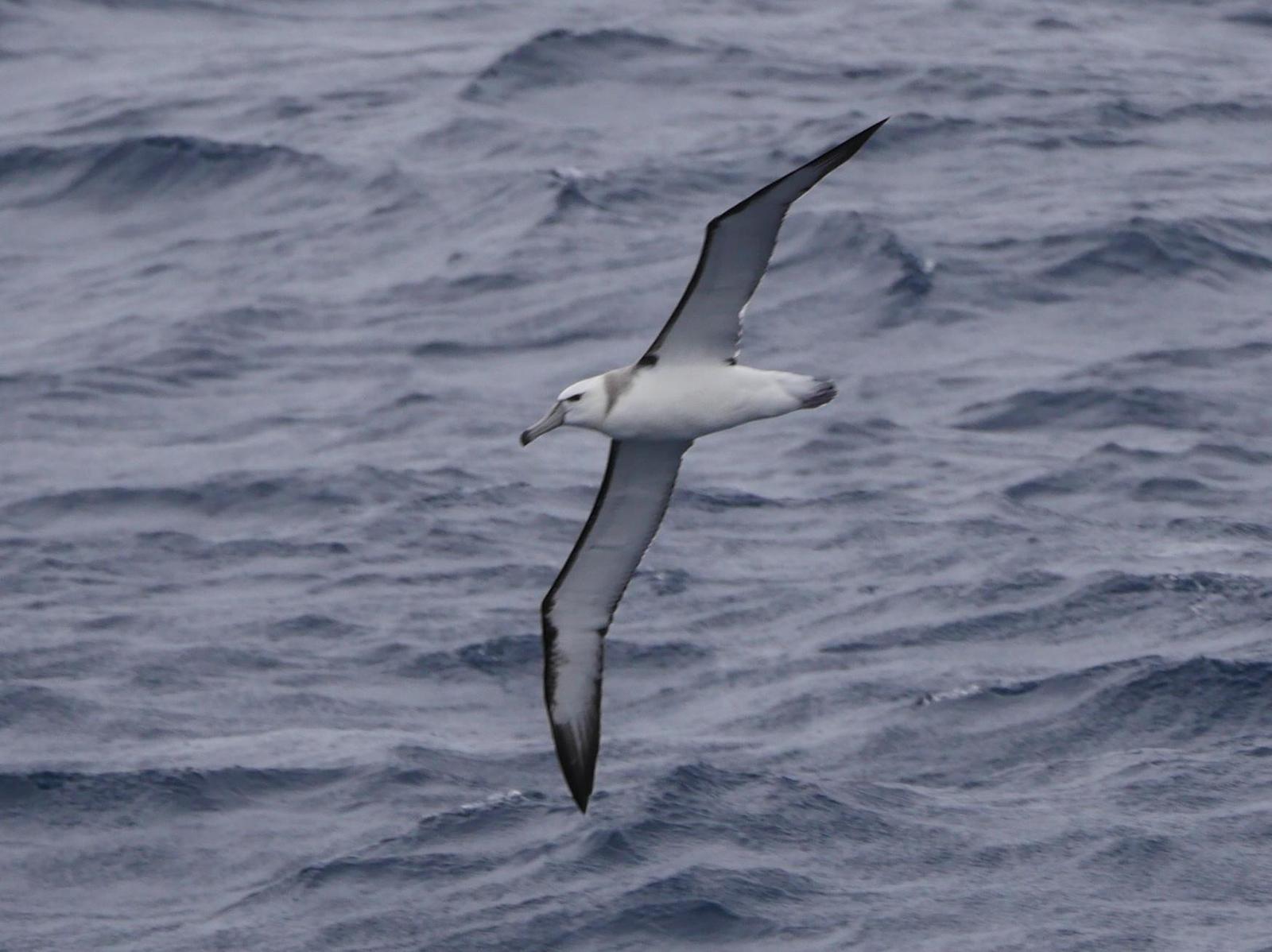 White-capped Albatross Photo by Peter Lowe