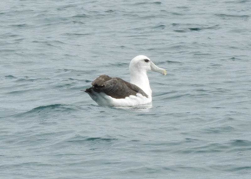 White-capped Albatross Photo by Jeff Harding