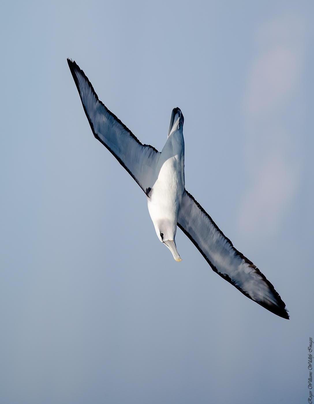White-capped Albatross Photo by Roger Williams