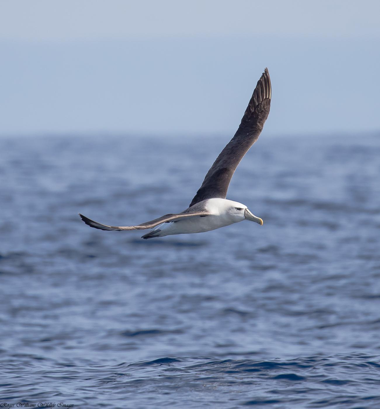 White-capped Albatross Photo by Roger Williams