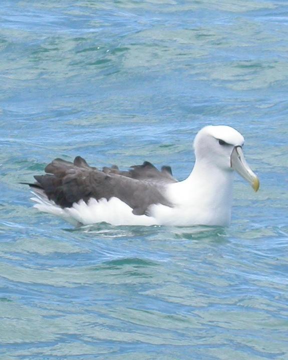 White-capped Albatross Photo by Mat Gilfedder