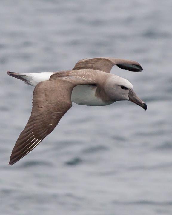 Salvin's Albatross Photo by Robert Lewis