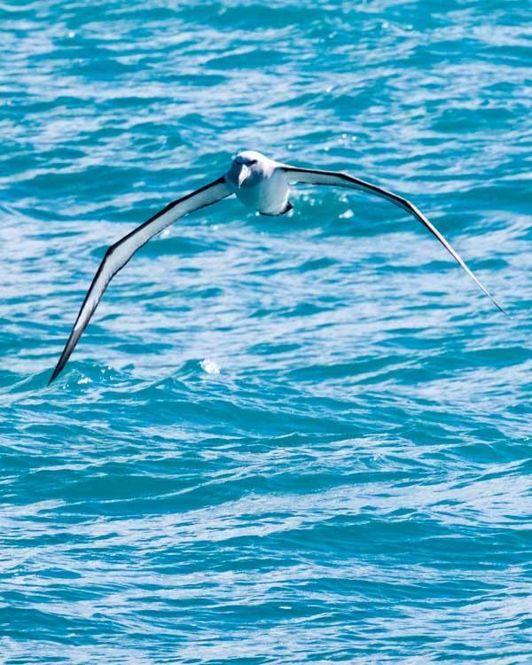 Salvin's Albatross Photo by Bob Hasenick