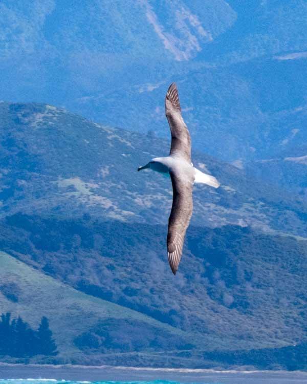 Salvin's Albatross Photo by Bob Hasenick