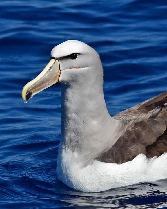 Salvin's Albatross Photo by Dan Mantle