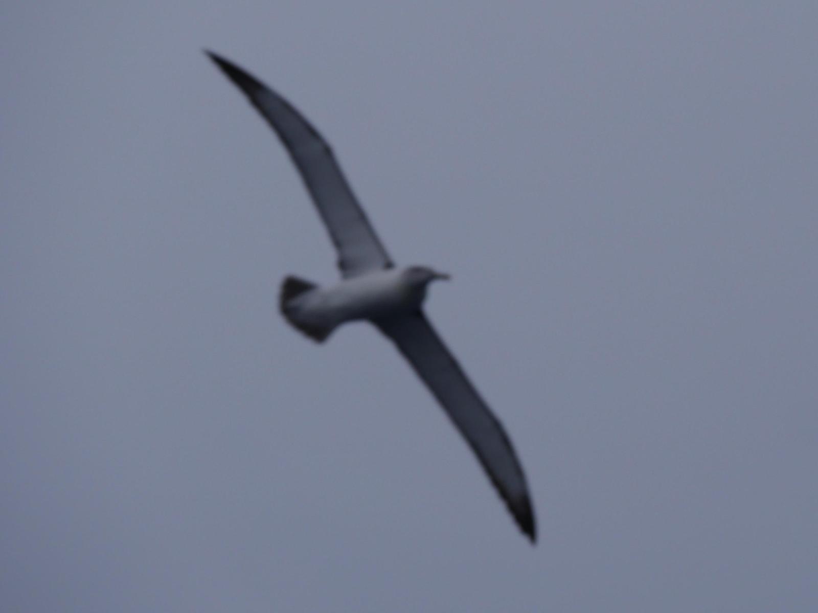 Salvin's Albatross Photo by Peter Lowe