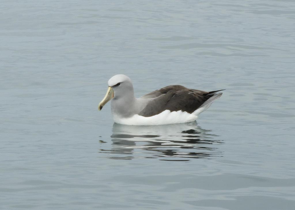 Salvin's Albatross Photo by Jeff Harding