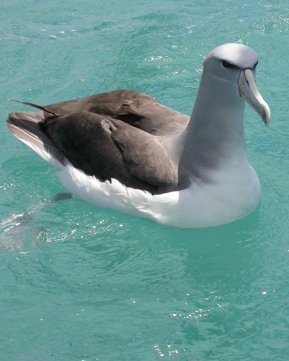 Salvin's Albatross Photo by Mat Gilfedder