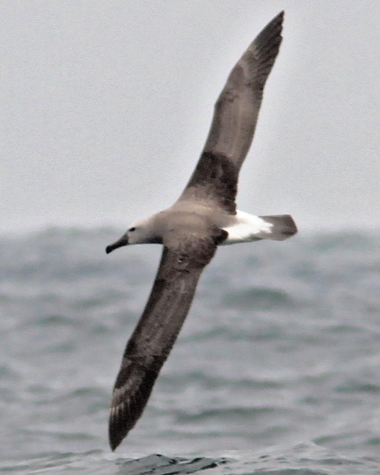 Salvin's Albatross Photo by Ron Wolf
