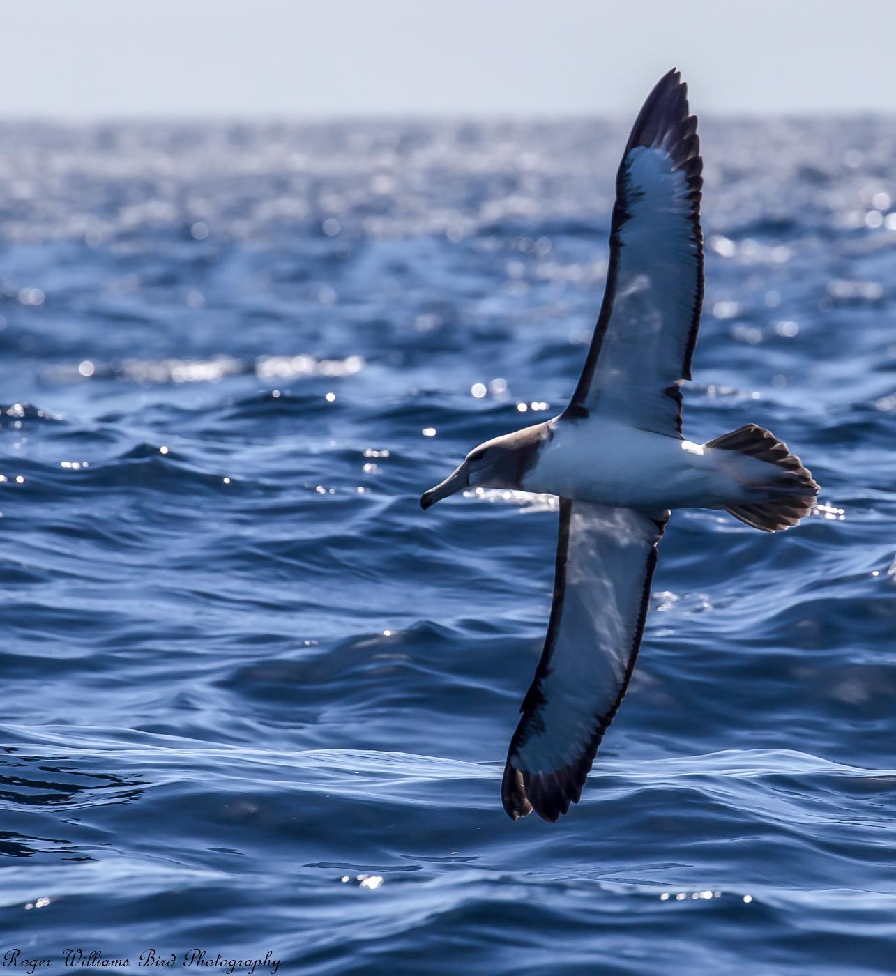 Salvin's Albatross Photo by Roger Williams