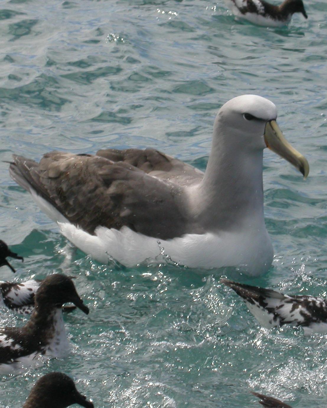 Salvin's Albatross Photo by Randy Siebert