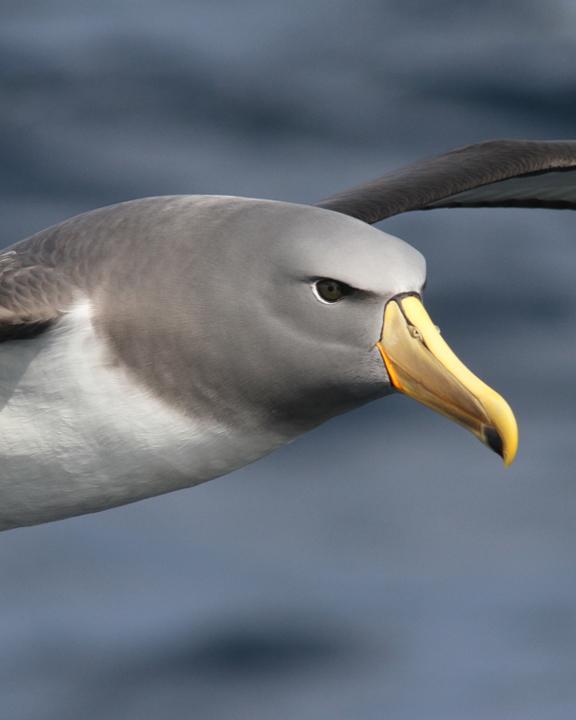 Chatham Albatross Photo by Dan Mantle