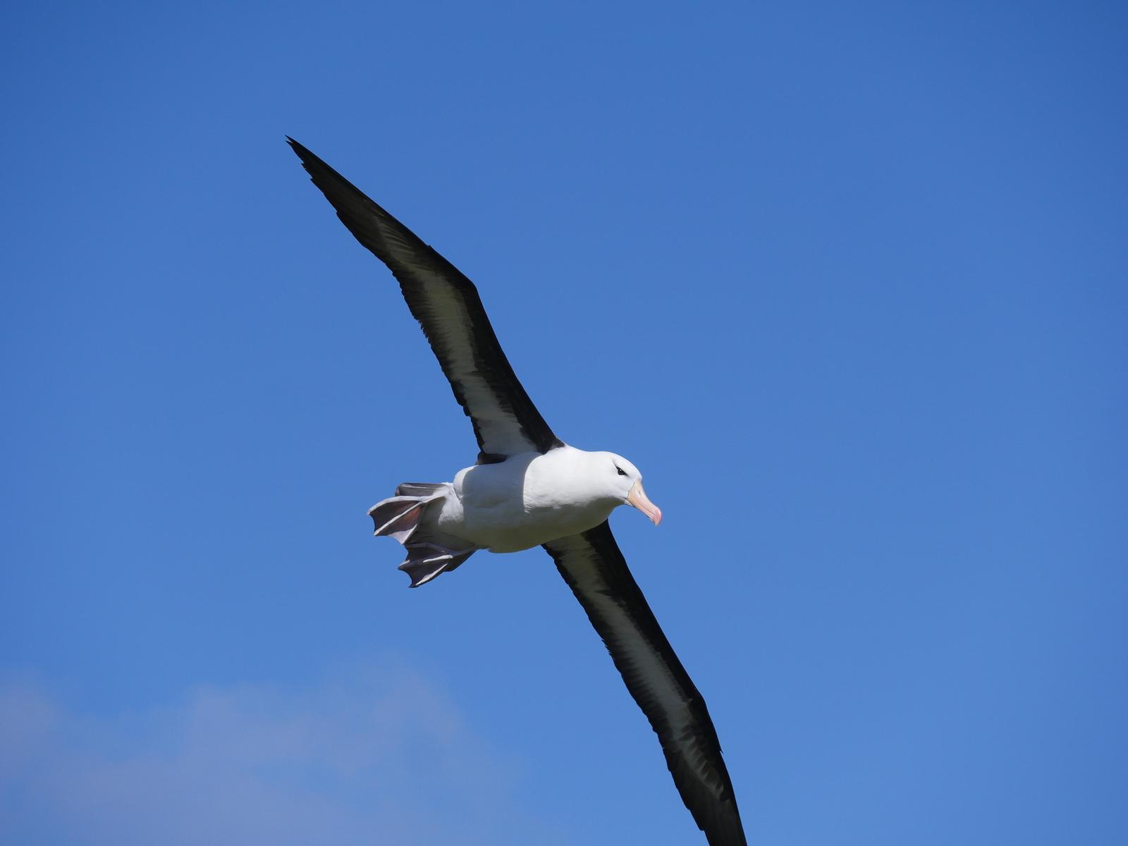 Black-browed Albatross Photo by Peter Lowe