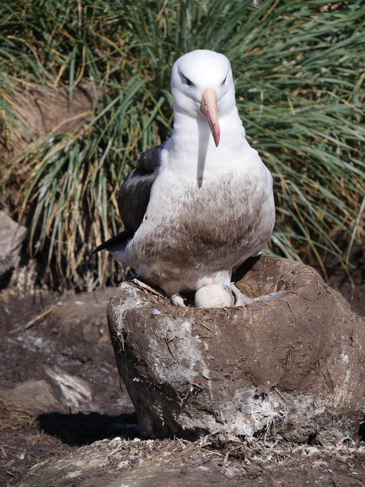Black-browed Albatross Photo by Peter Lowe