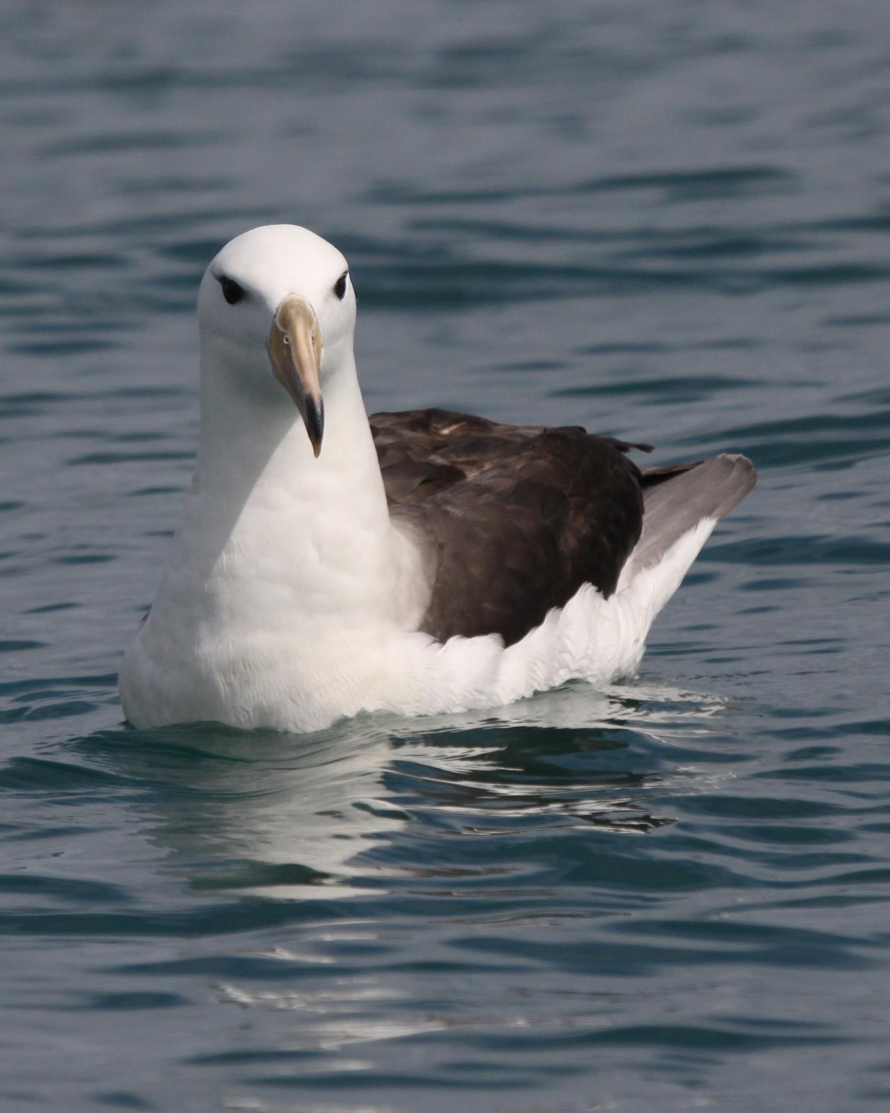 Black-browed Albatross Photo by Knut Hansen