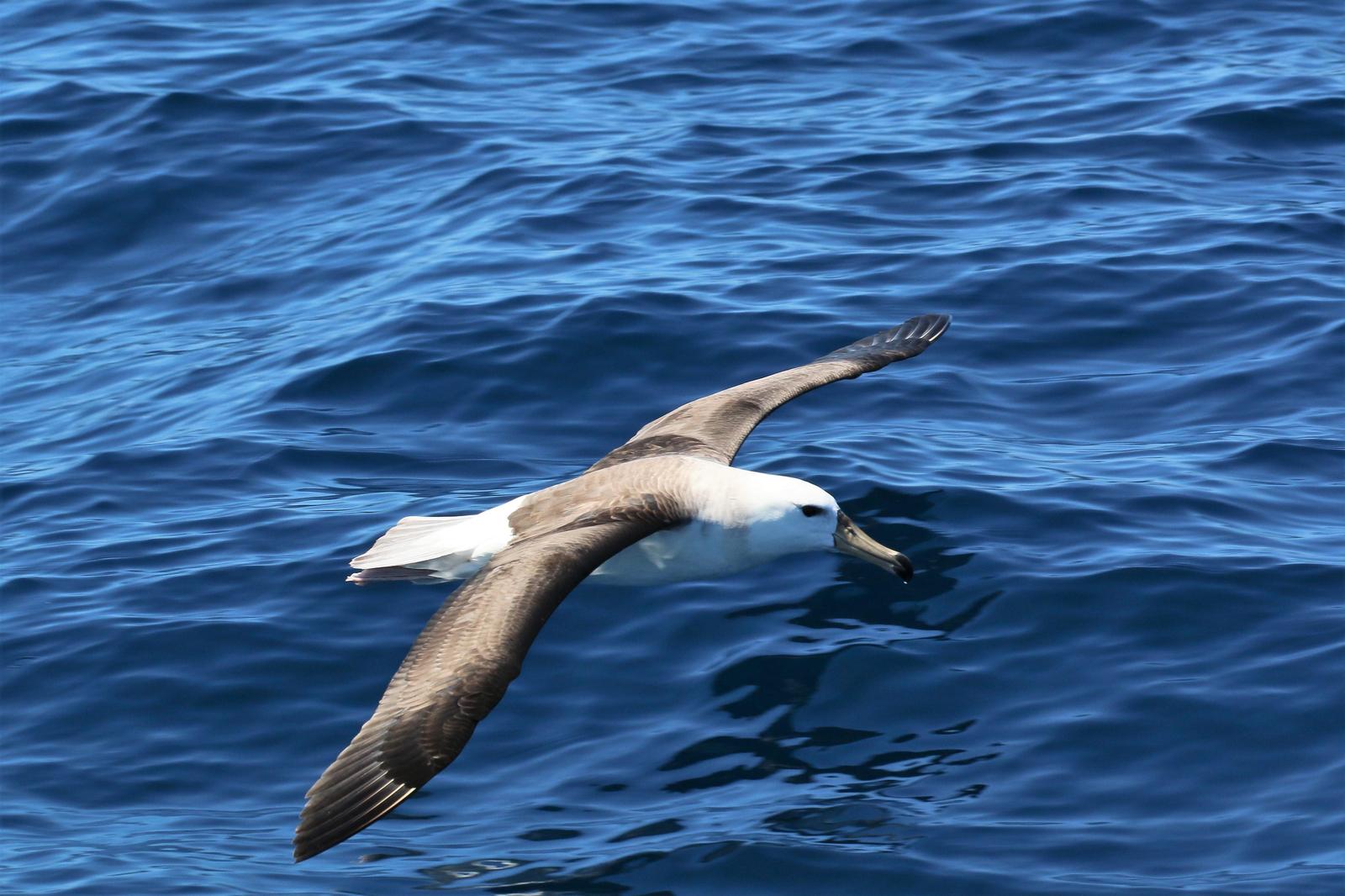 Black-browed Albatross Photo by Richard Jeffers