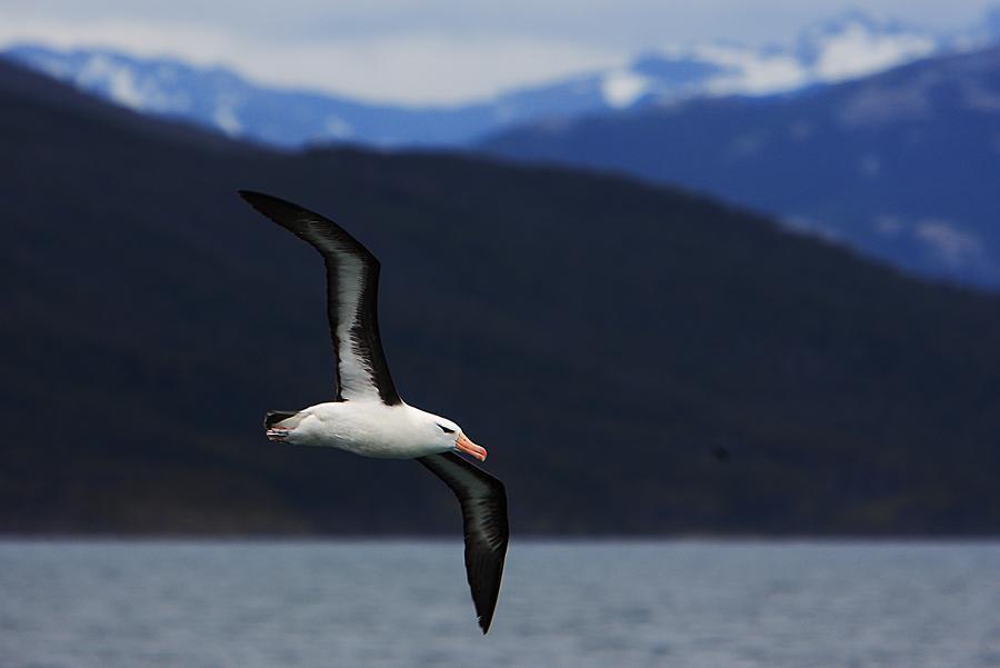 Black-browed Albatross (Black-browed) Photo by dominic hall