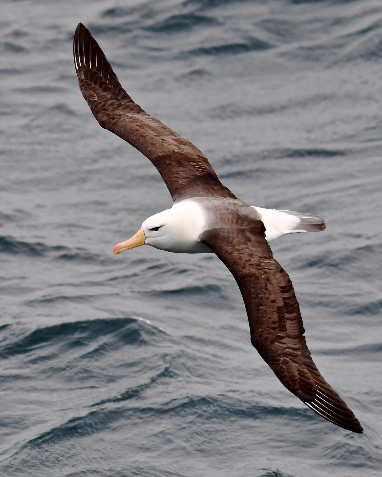 Black-browed Albatross (Black-browed) Photo by Gerald Friesen