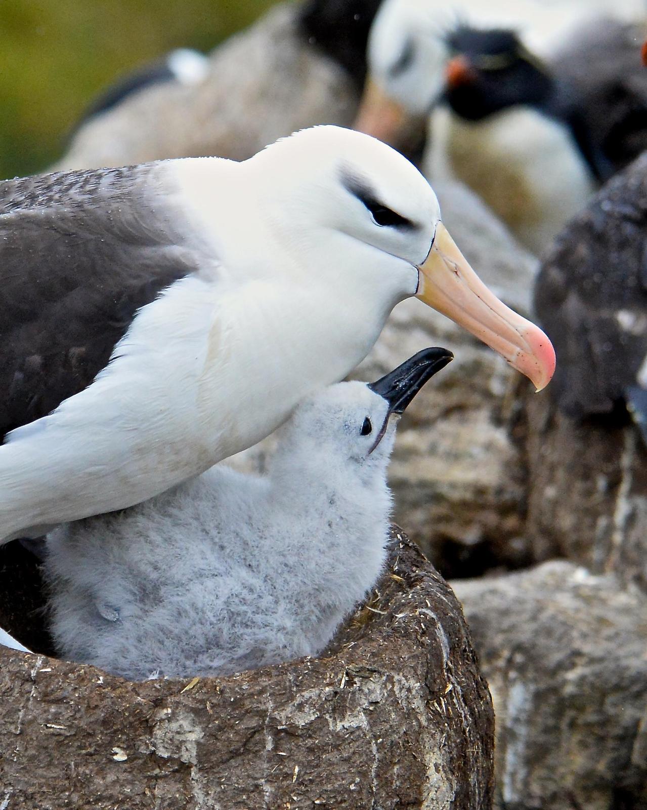 Black-browed Albatross (Black-browed) Photo by Gerald Friesen