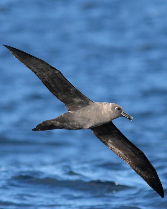 Sooty Albatross Photo by Dan Mantle