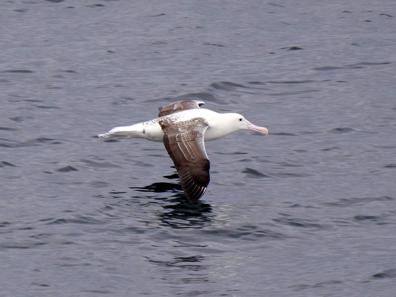 Royal Albatross Photo by Peter Lowe