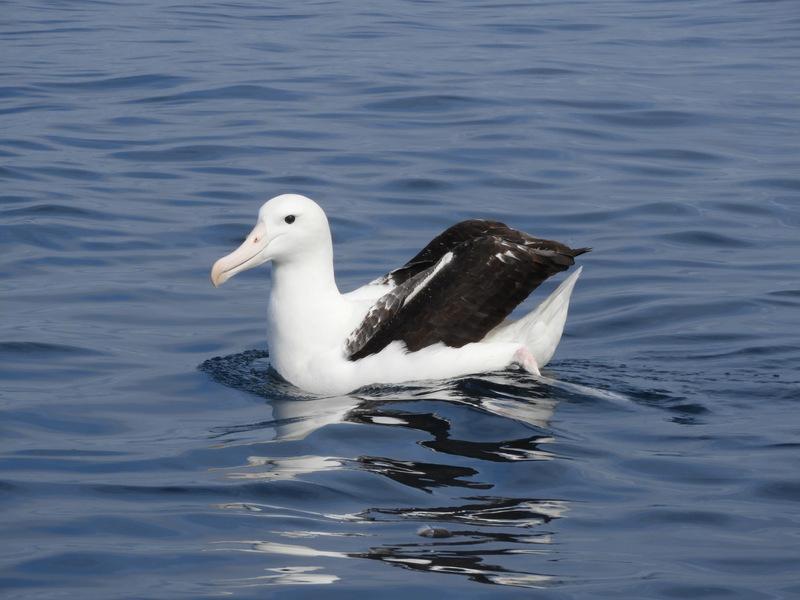 Royal Albatross Photo by Jeff Harding