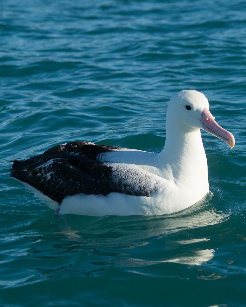 Royal Albatross (Southern) Photo by Chris Harrison