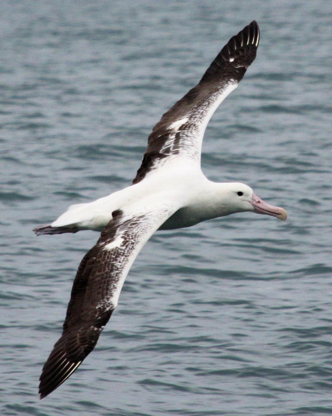 Royal Albatross (Southern) Photo by Knut Hansen