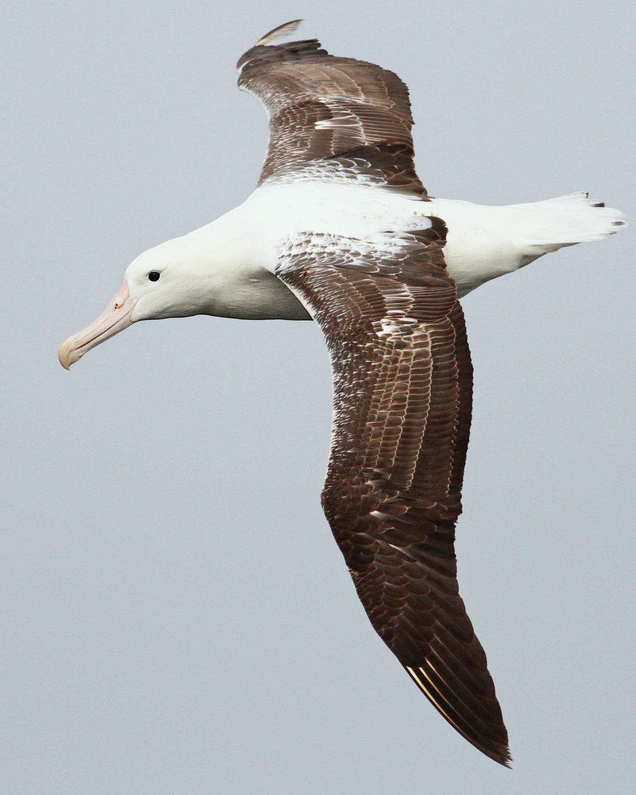 Royal Albatross (Southern) Photo by Luke Seitz
