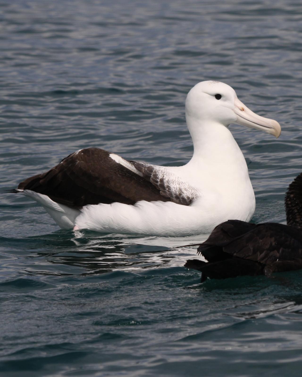 Royal Albatross (Northern) Photo by Knut Hansen