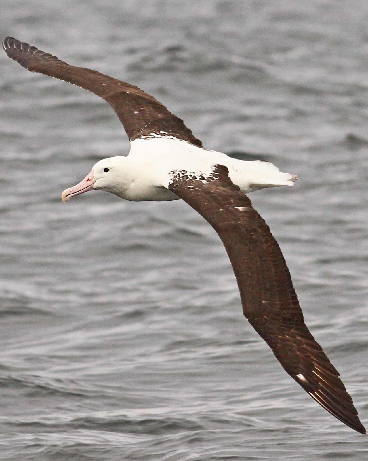 Royal Albatross (Northern) Photo by Luke Seitz