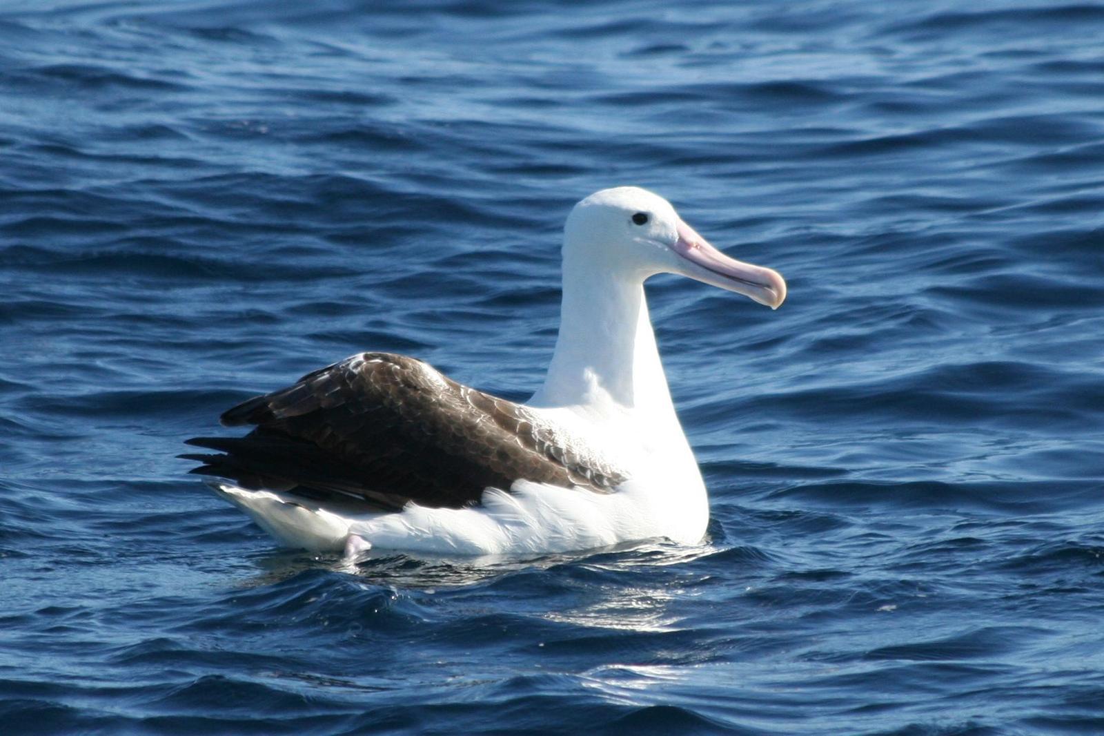 Royal Albatross (Northern) Photo by Ethan Kistler