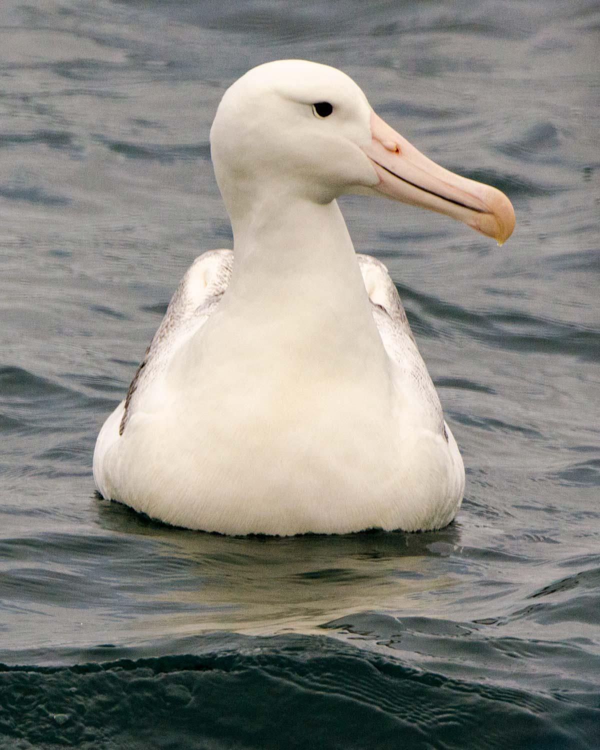 Royal Albatross (Northern) Photo by Bob Hasenick