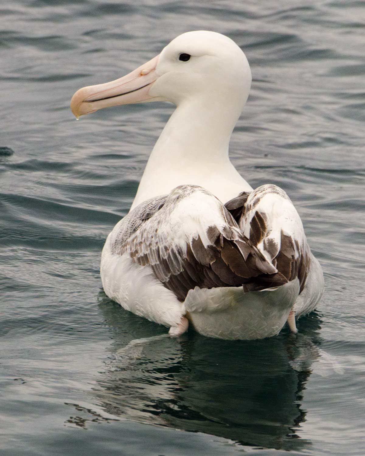 Royal Albatross (Northern) Photo by Bob Hasenick