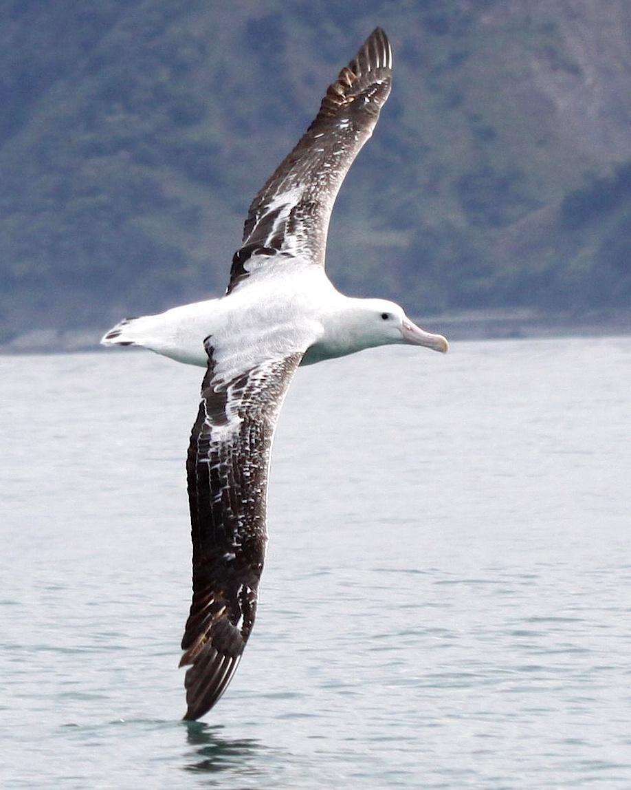 Wandering Albatross Photo by Knut Hansen