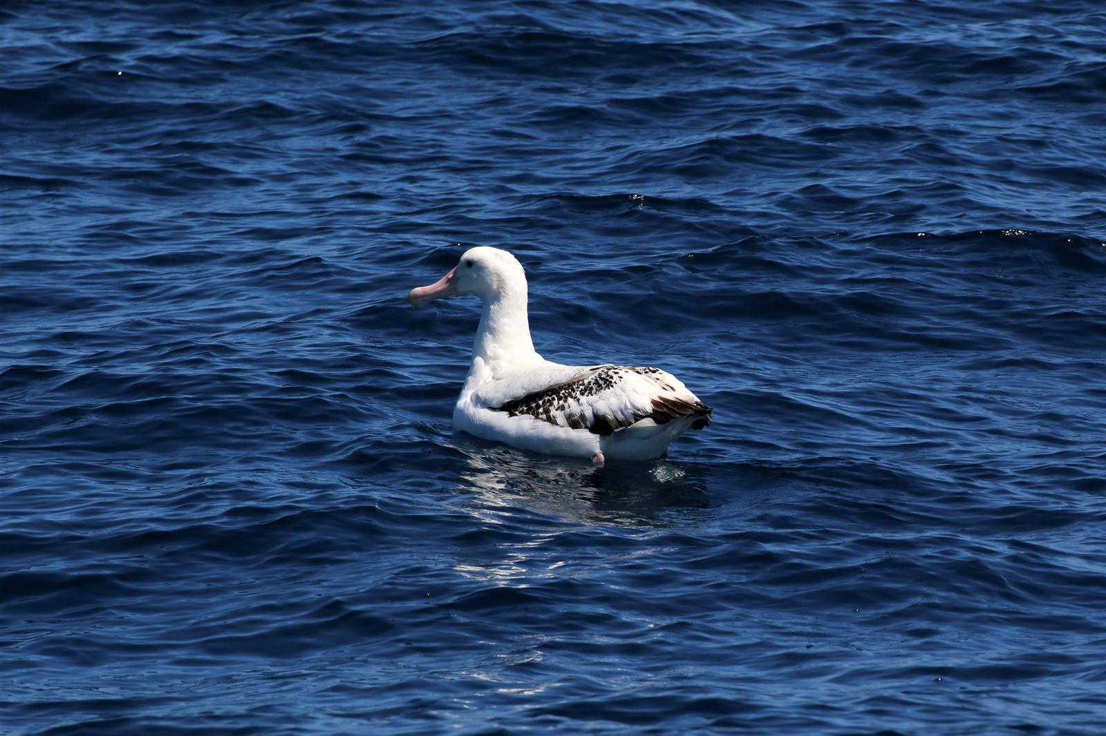 Wandering Albatross Photo by Richard Jeffers