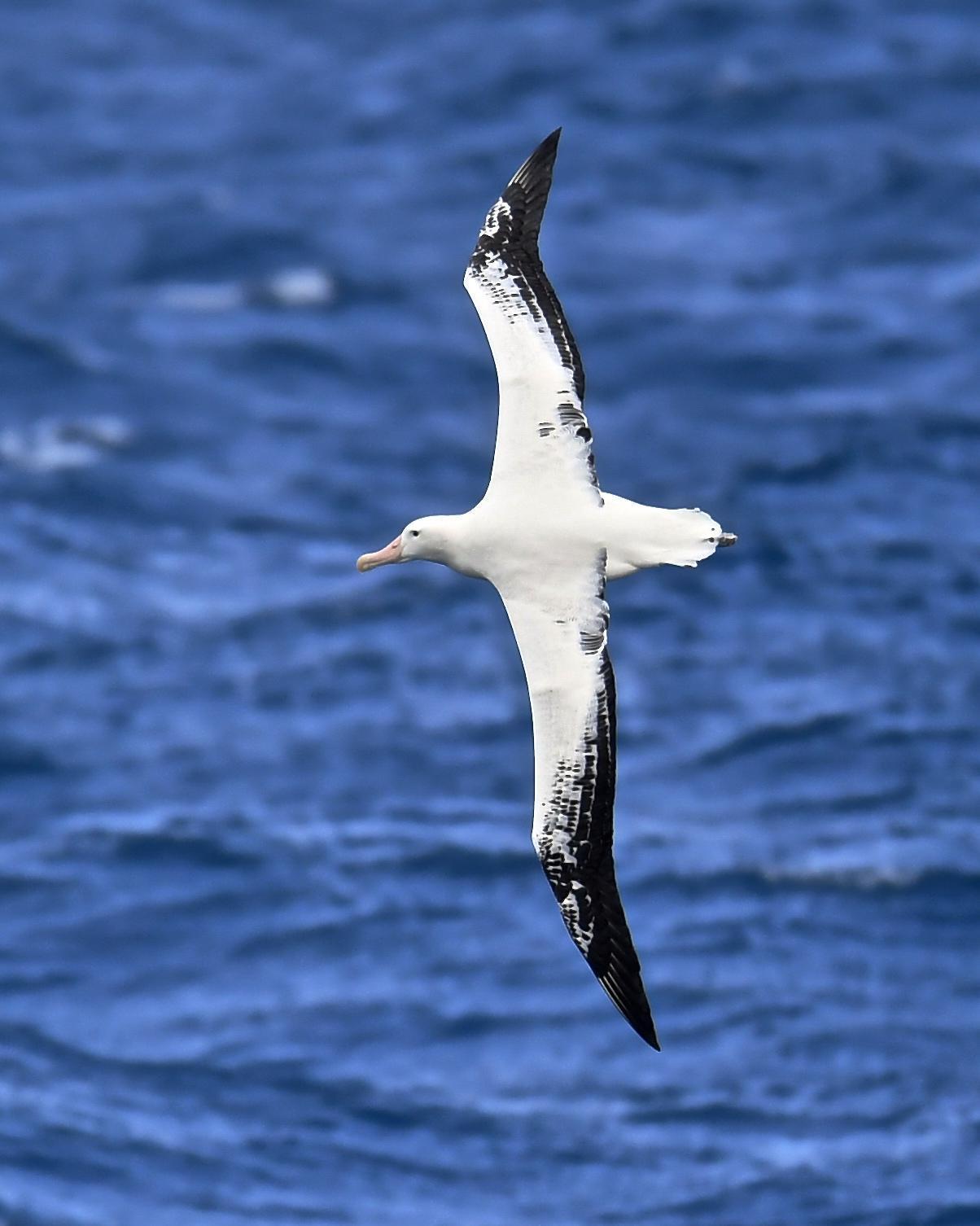 Wandering Albatross Photo by Gerald Friesen