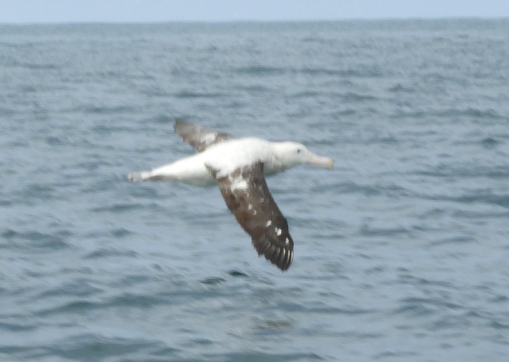 Wandering Albatross Photo by Jeff Harding
